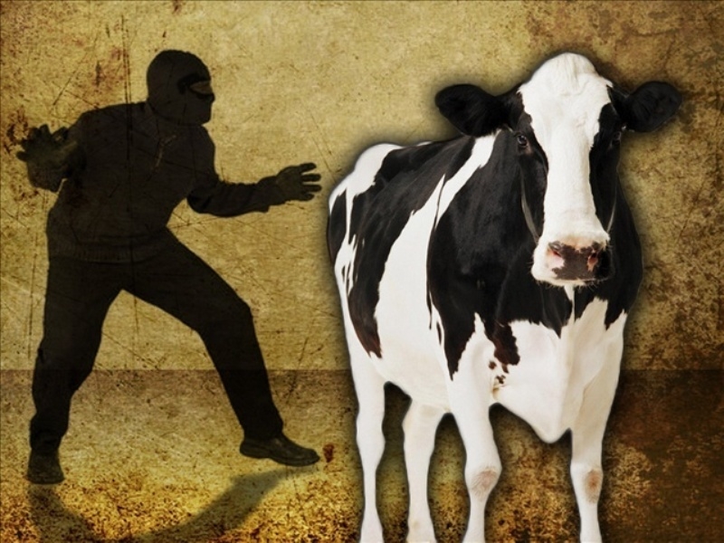 korova100719