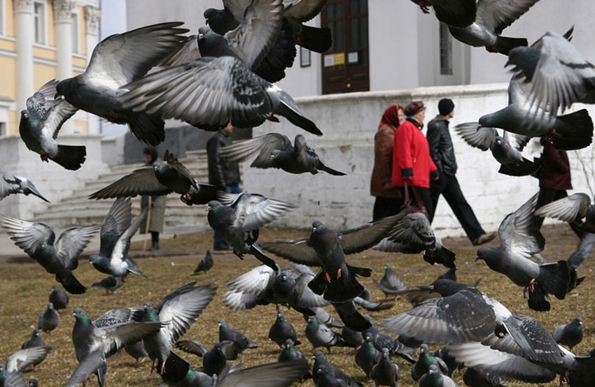 gol141821