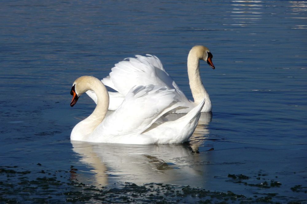 swan50620