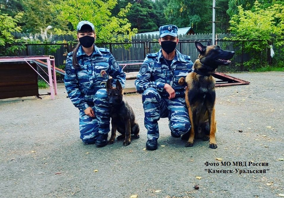 собаки 2