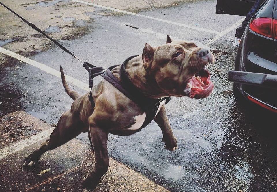 pitbul300421