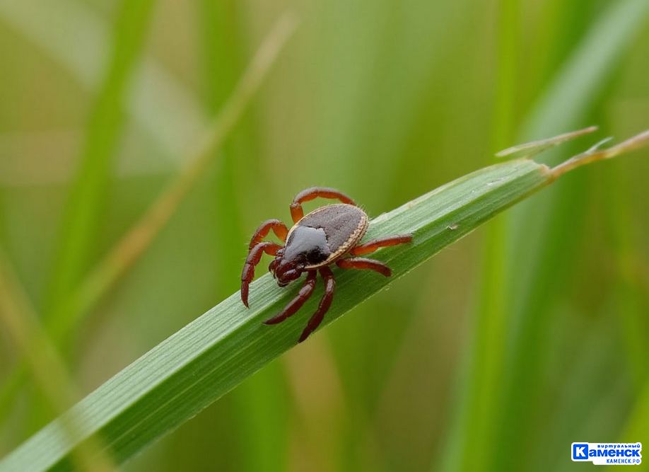 В Свердловской области растёт активность клещей