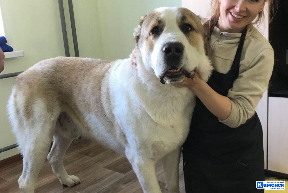 Екатерина Третьякова: о том, как в Каменске появился «Котопёс»