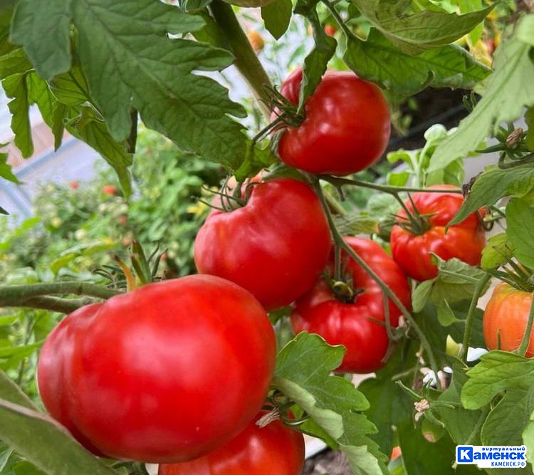 Алёна Хабирова: про каменский питомник «Зелёное счастье» 