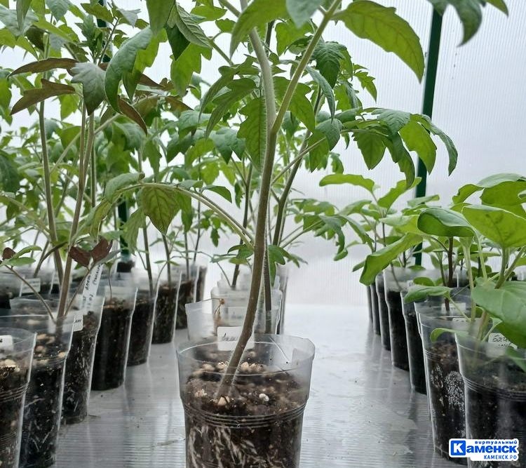 Алёна Хабирова: про каменский питомник «Зелёное счастье» 