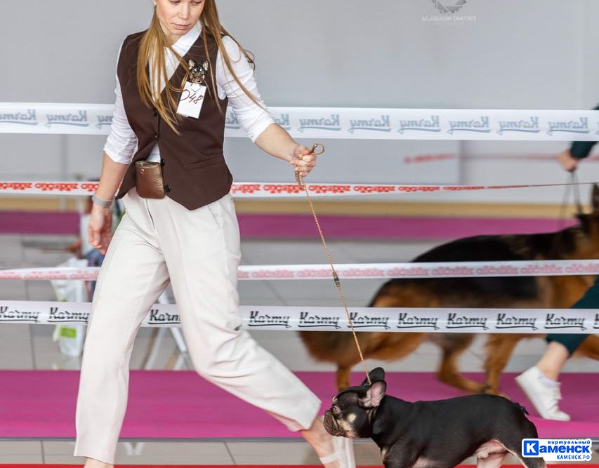 Жительница Каменска про французского бульдога Алексея и профессию хендлера