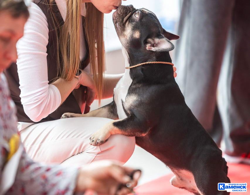 Жительница Каменска про французского бульдога Алексея и профессию хендлера