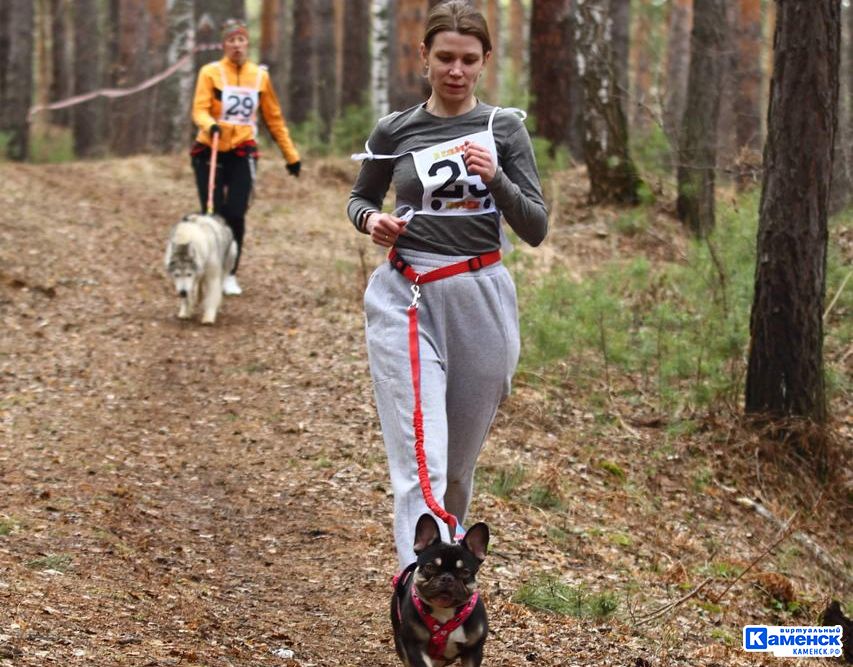 Жительница Каменска про французского бульдога Алексея и профессию хендлера