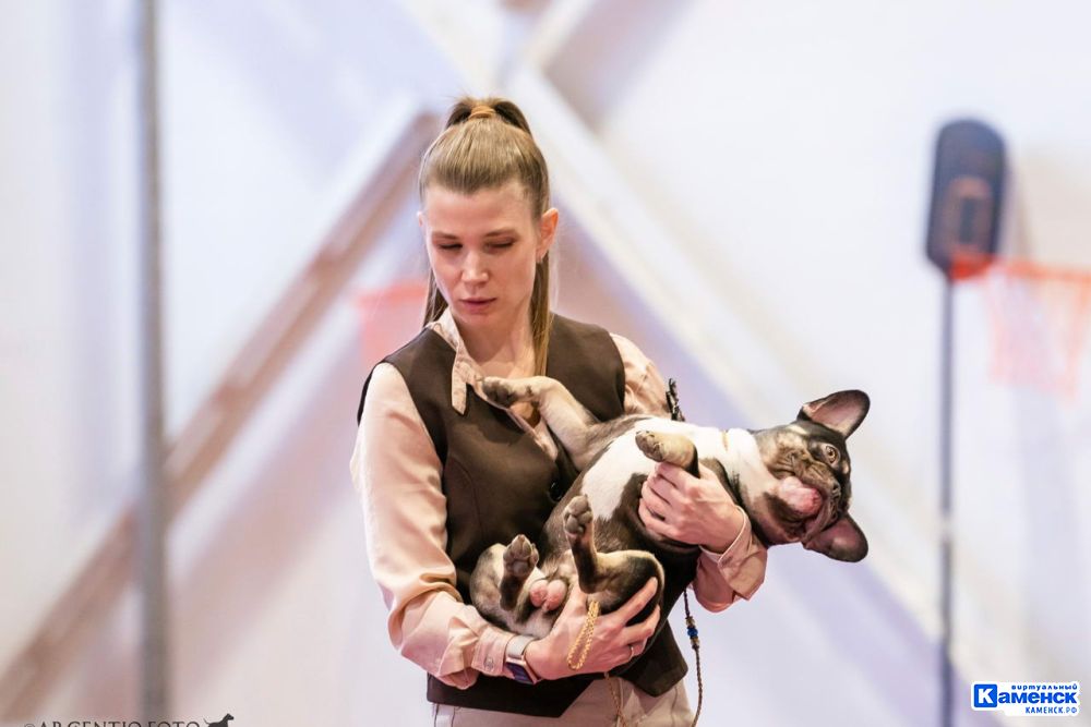 Жительница Каменска про французского бульдога Алексея и профессию хендлера