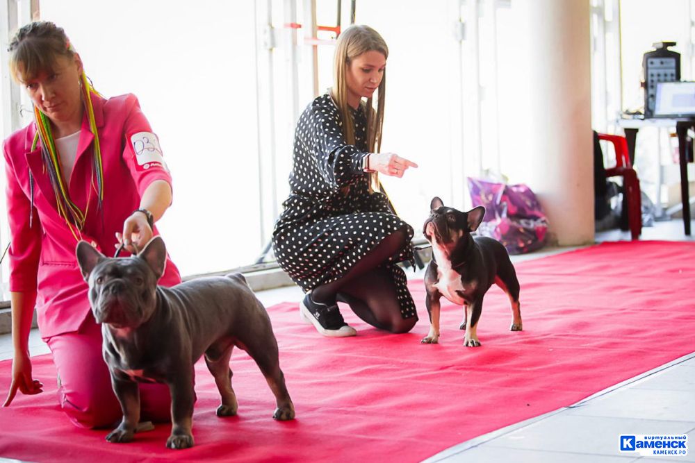 Жительница Каменска про французского бульдога Алексея и профессию хендлера
