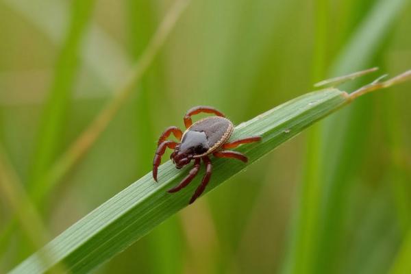 В Свердловской области растёт активность клещей